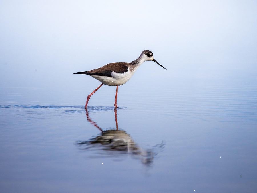 Fauna en las zonas intervenidas